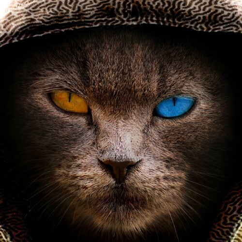 Hunting Cat Scalper EA