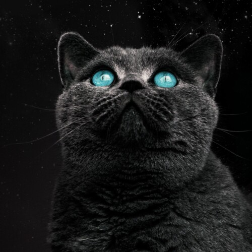 Black Cat