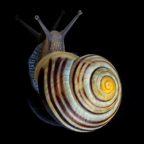 Forex Nautilus Indicator