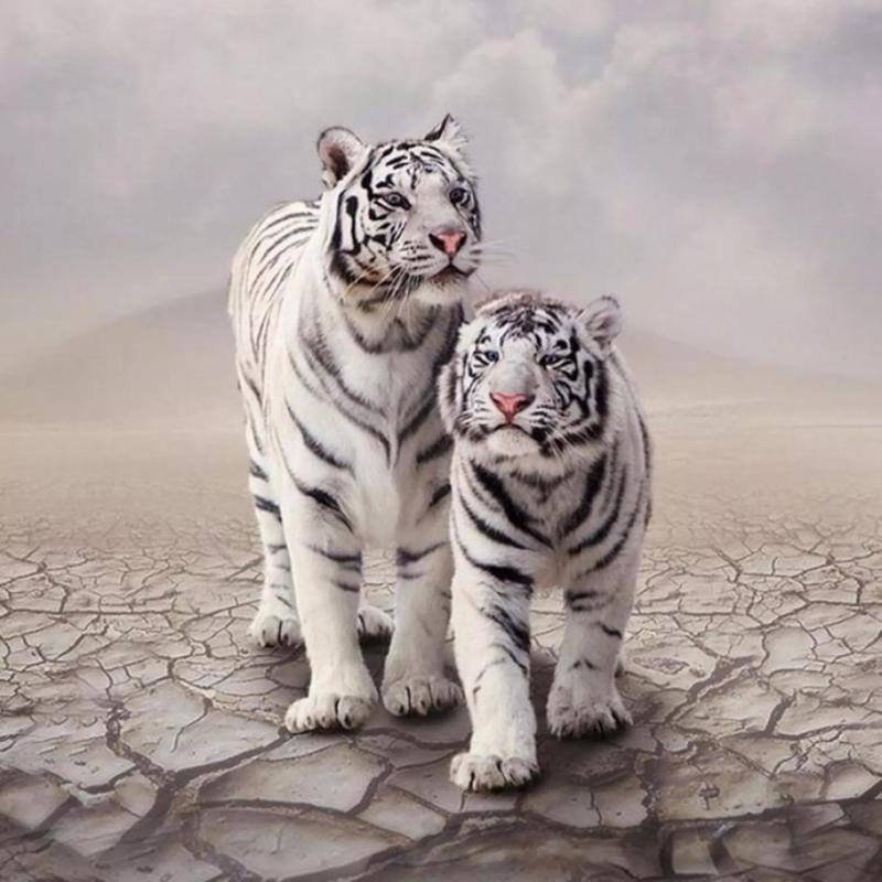 white tiger